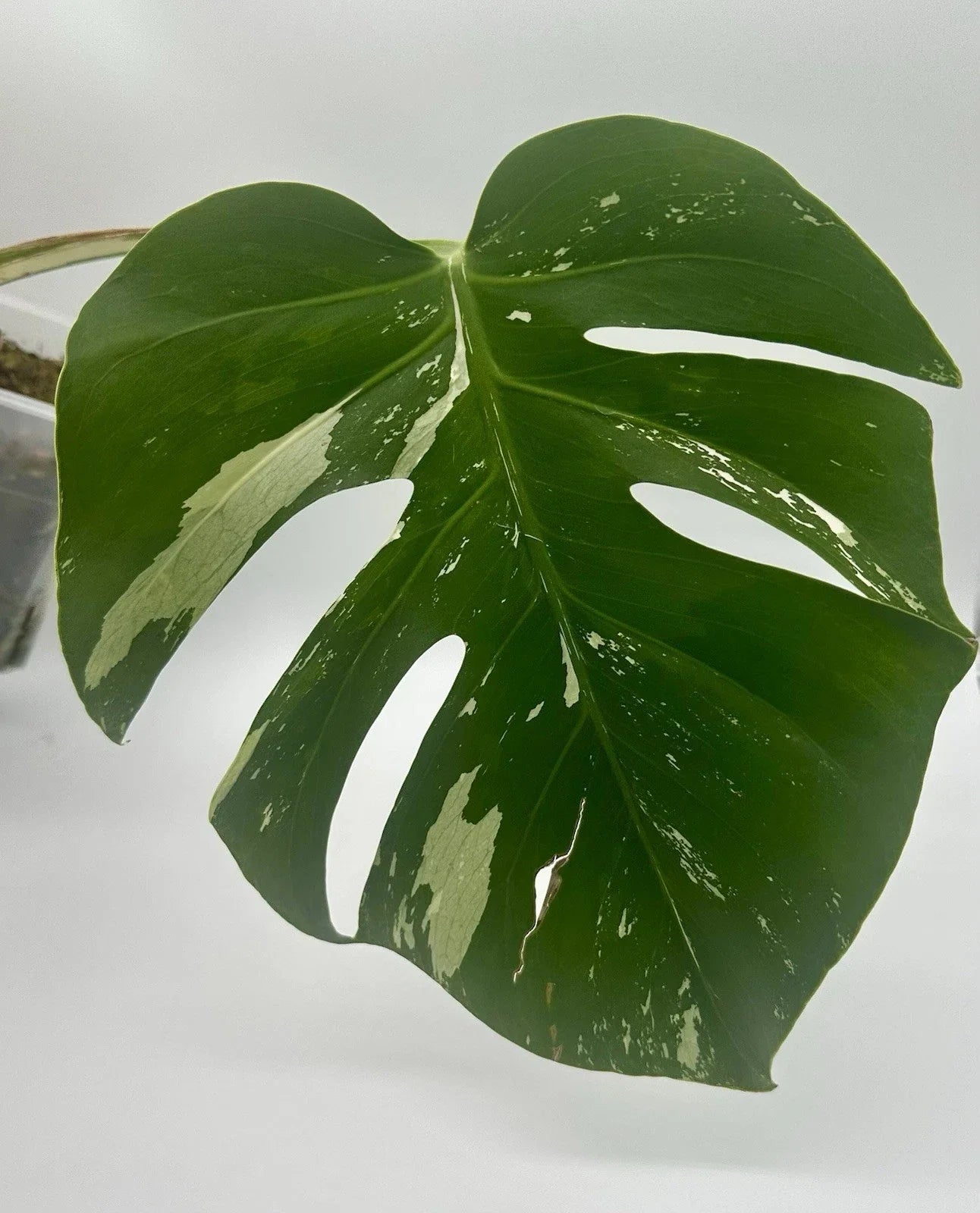 Monstera Mint NoId - Rare - High Variegation - Rooted W/ New GROWTH #3