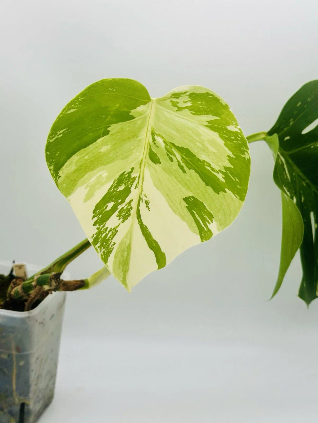 Monstera Mint NoId - Rare - High Variegation - Rooted W/ New GROWTH #3