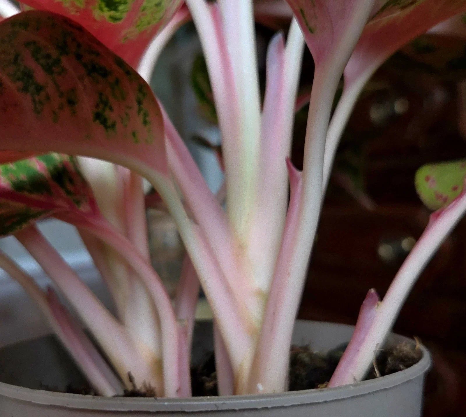 RARE Aglaonema 10 Karat 15" Tal 2 Plantsl Aroid Not Anthurium Philodendron