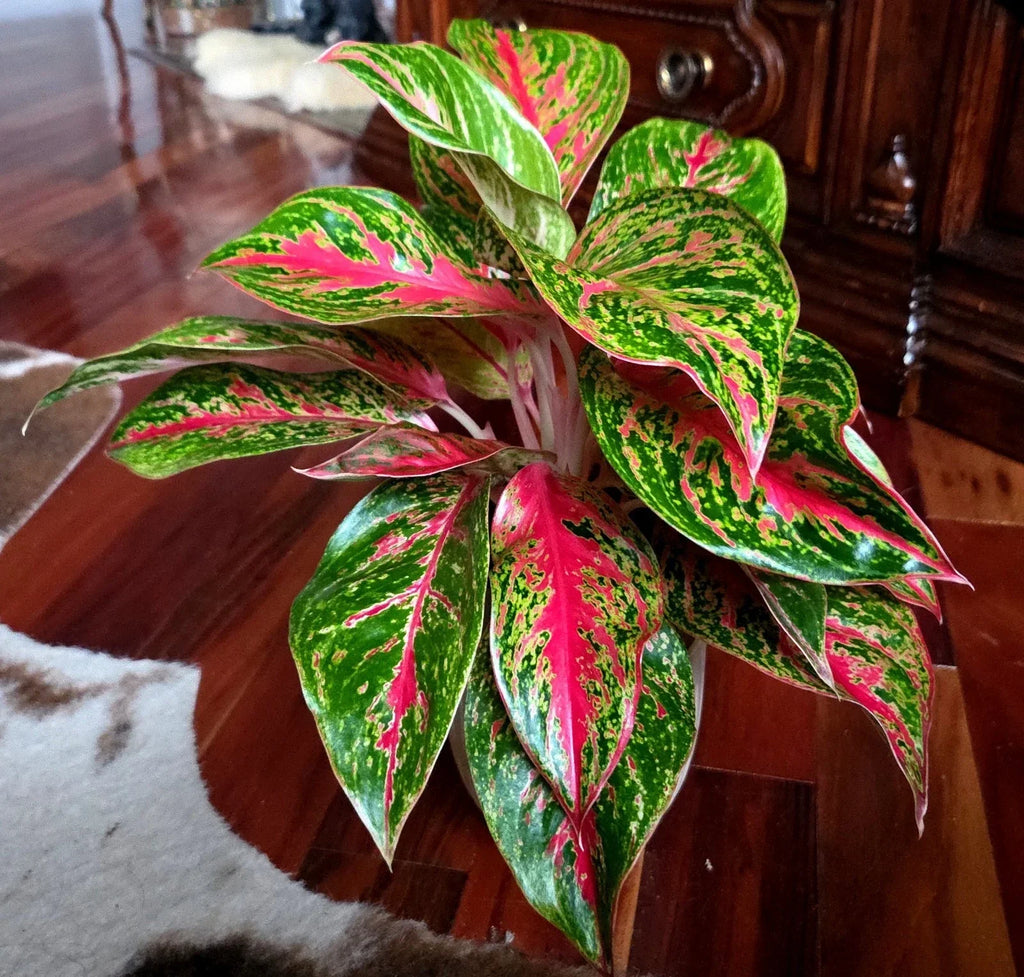 RARE Aglaonema 10 Karat 15" Tal 2 Plantsl Aroid Not Anthurium Philodendron