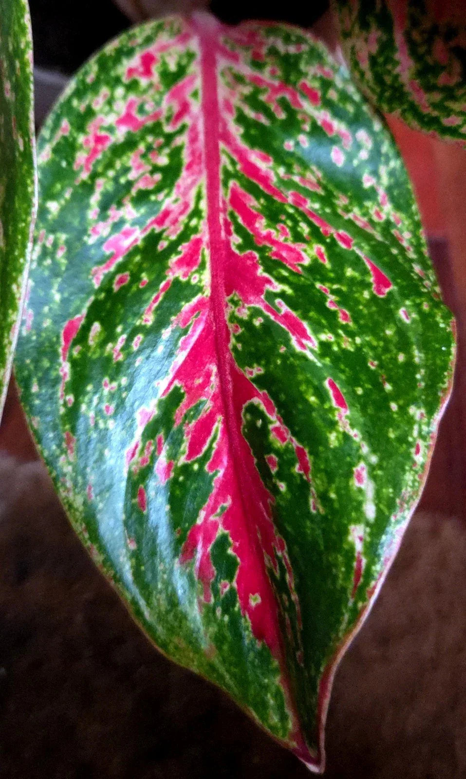 RARE Aglaonema 10 Karat 15" Tal 2 Plantsl Aroid Not Anthurium Philodendron