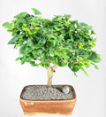 Trained Ginkgo Bonsai Tree 18"H Outdoors Deciduous Ginkgo biloba ‘Mariken’