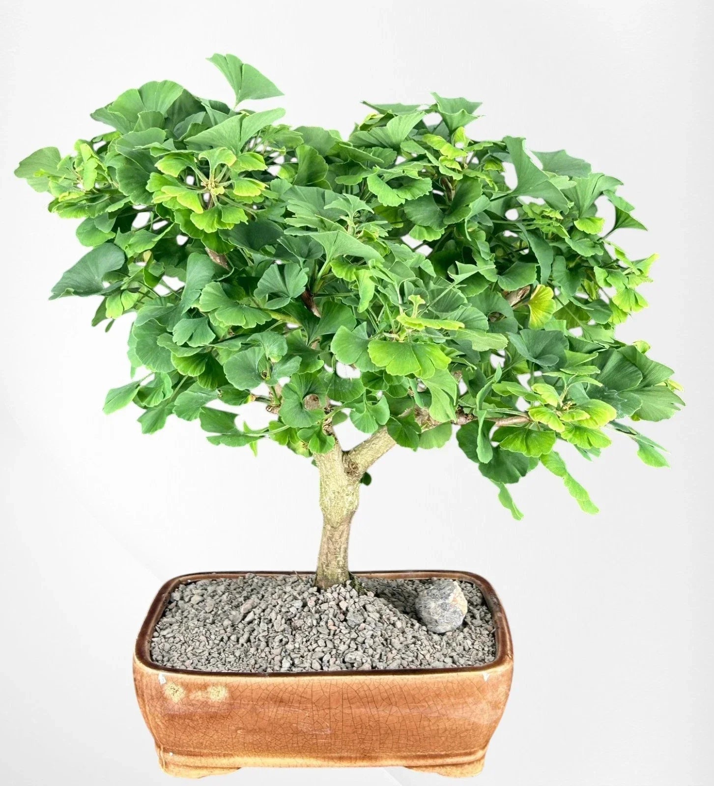 Trained Ginkgo Bonsai Tree 18"H Outdoors Deciduous Ginkgo biloba ‘Mariken’