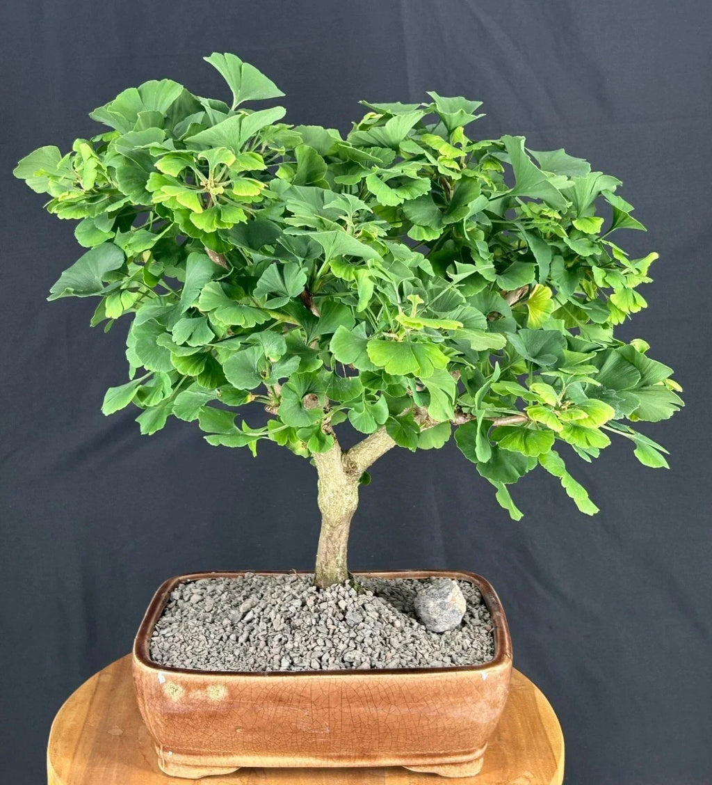 Trained Ginkgo Bonsai Tree 18"H Outdoors Deciduous Ginkgo biloba ‘Mariken’