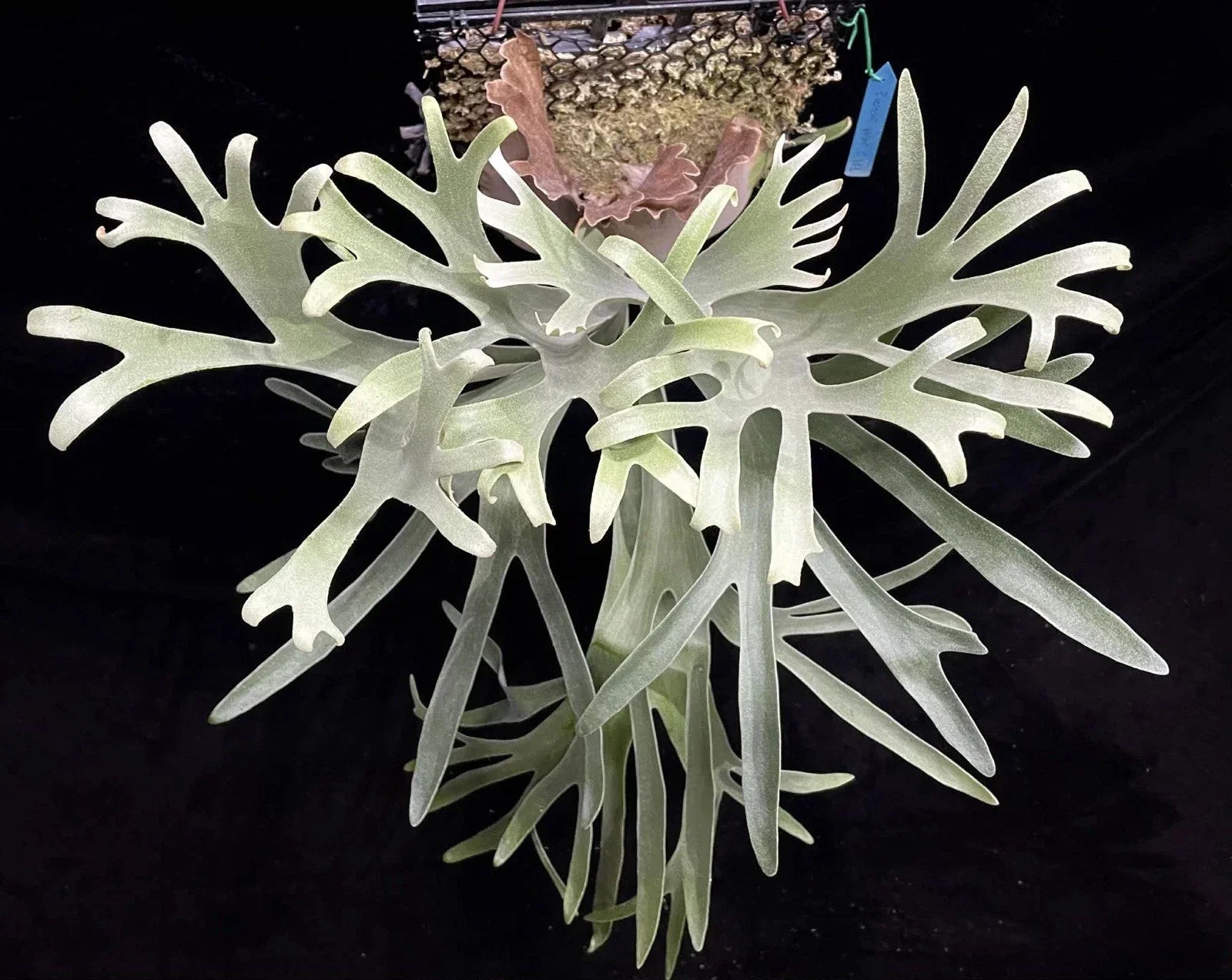 Platycerium Veitchii Variant C