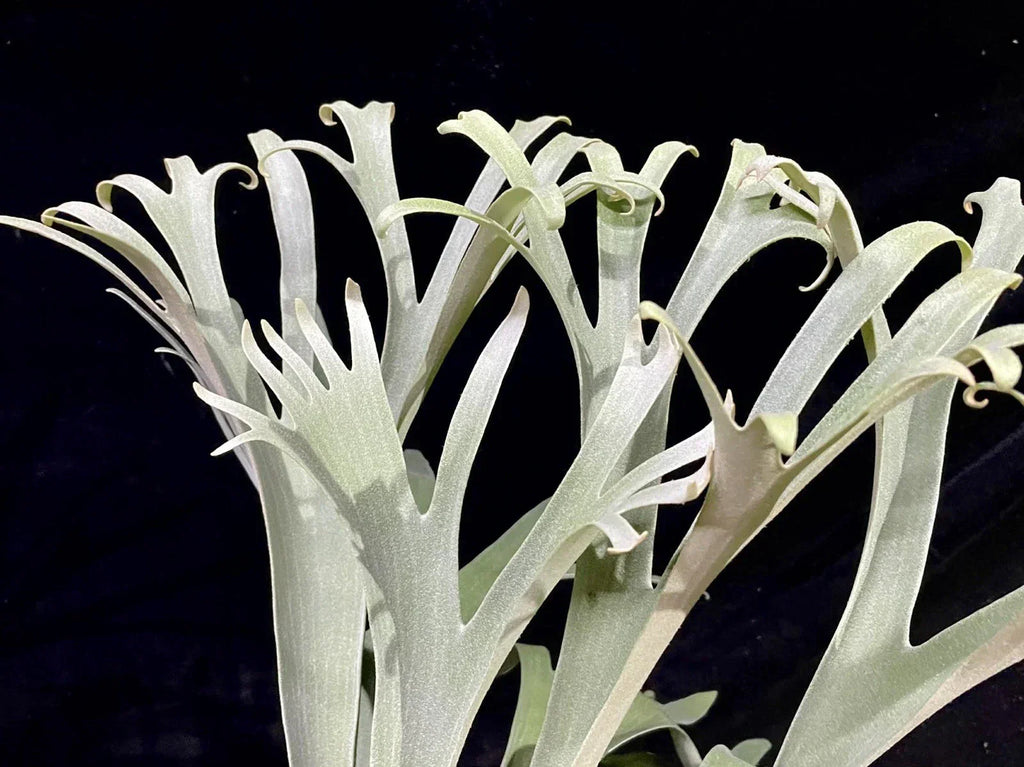 Platycerium Veitchii Variant C