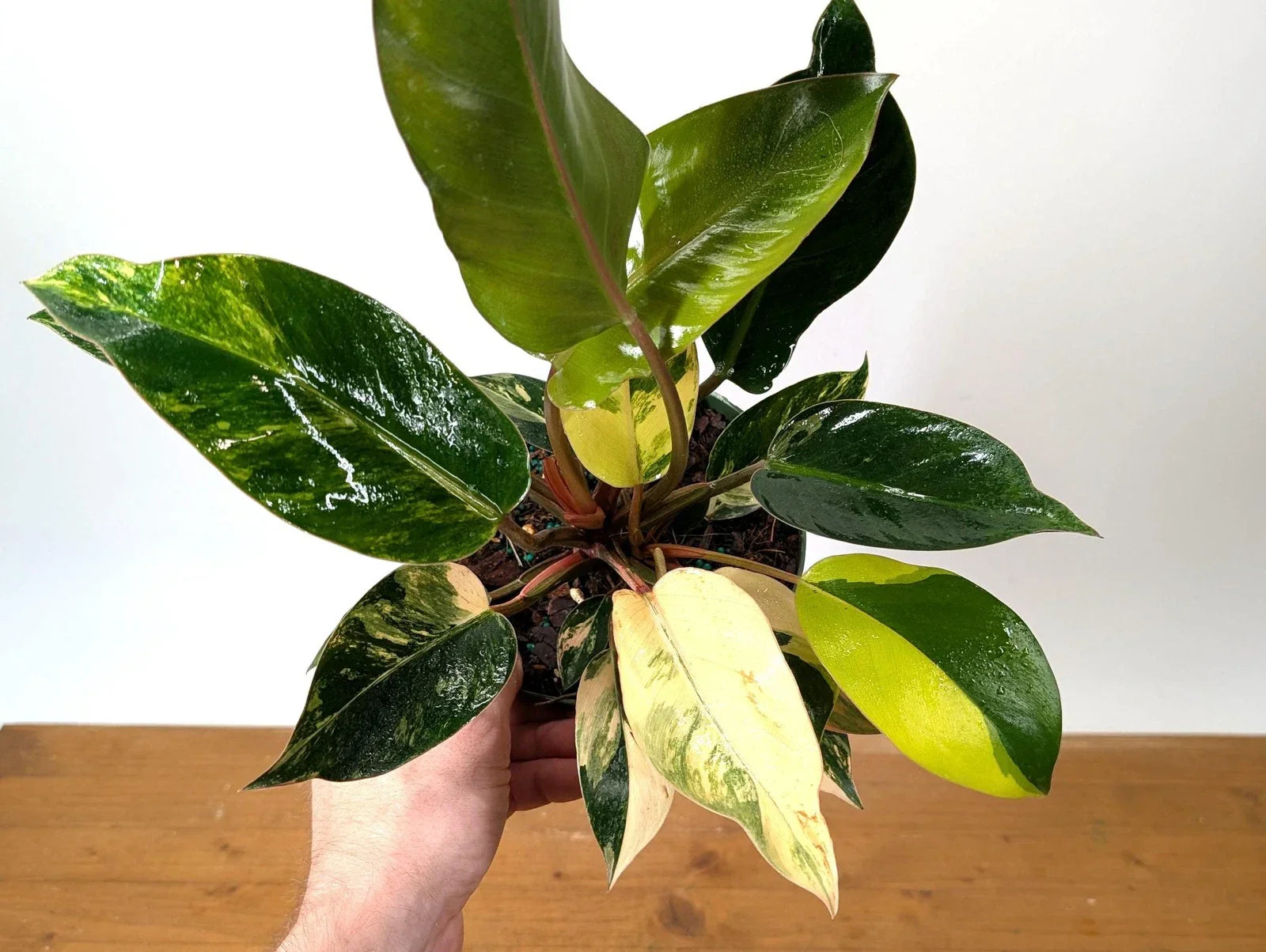 Philodendron Red Congo Variegated - EXACT PLANT - Live Tropical Houseplant -