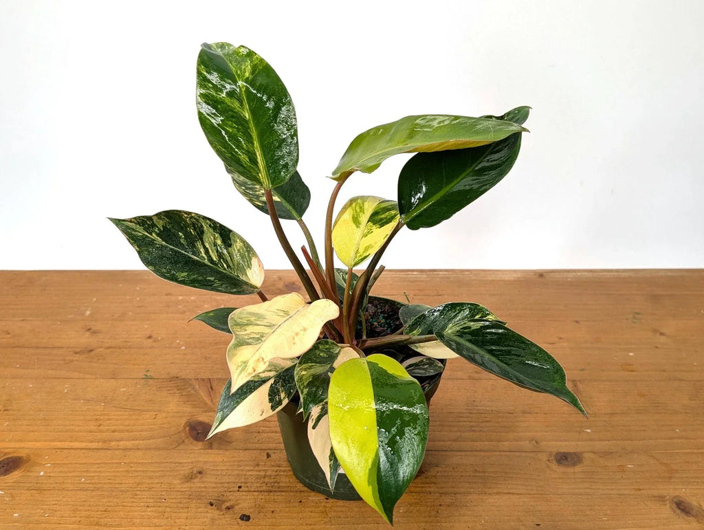 Philodendron Red Congo Variegated - EXACT PLANT - Live Tropical Houseplant -