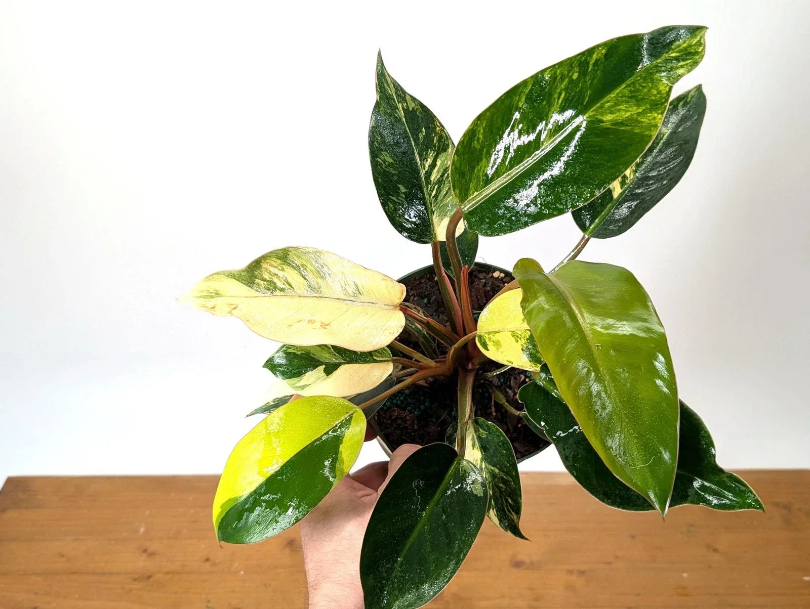 Philodendron Red Congo Variegated - EXACT PLANT - Live Tropical Houseplant -