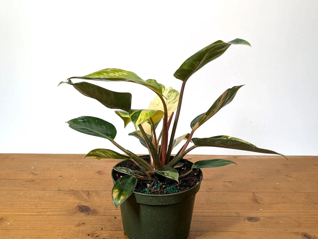 Philodendron Red Congo Variegated - EXACT PLANT - Live Tropical Houseplant -