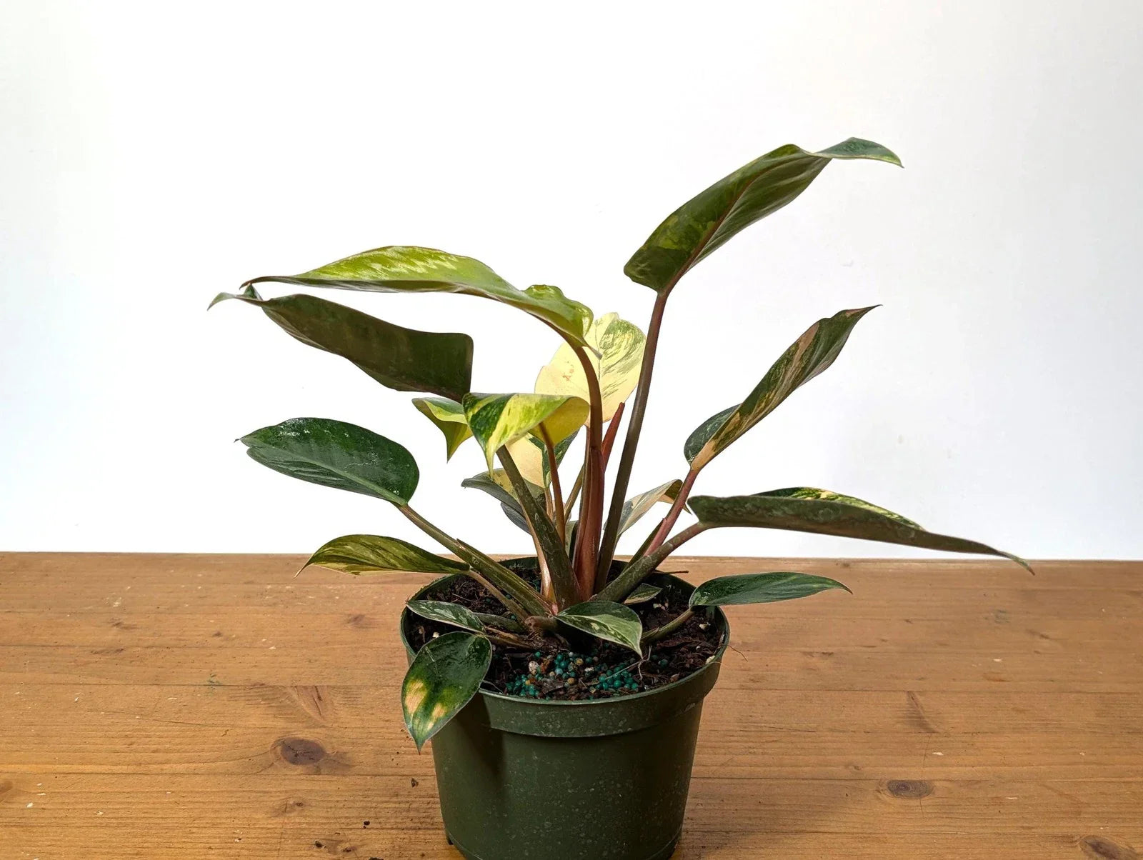 Philodendron Red Congo Variegated - EXACT PLANT - Live Tropical Houseplant -
