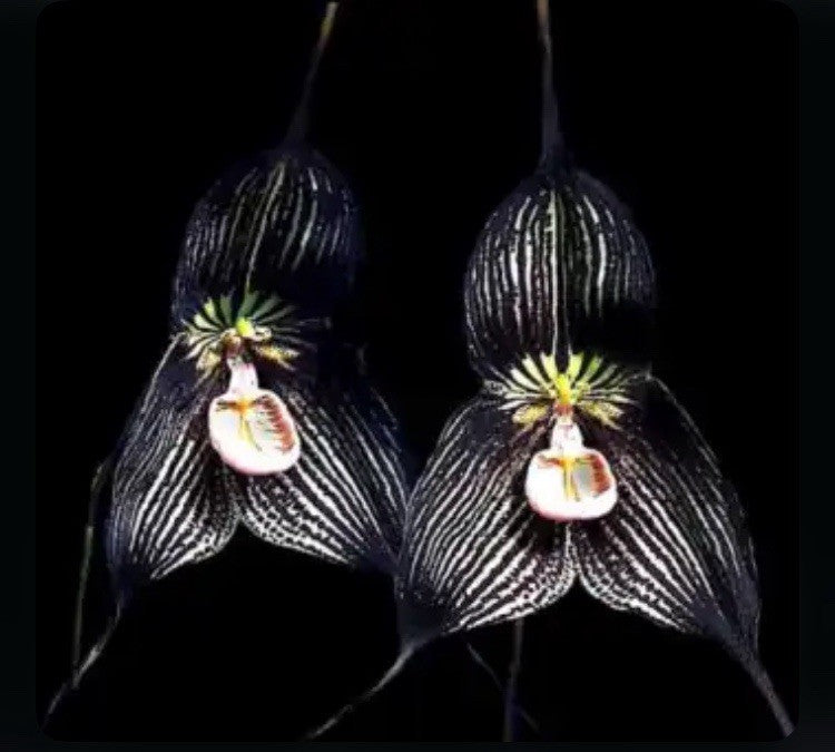 Dracula vampira ‘Zorba’ AM/AOS Black Ivory BLOOM SIZE Orchid Species 4” Pot