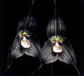 Dracula vampira ‘Zorba’ AM/AOS Black Ivory BLOOM SIZE Orchid Species 4” Pot