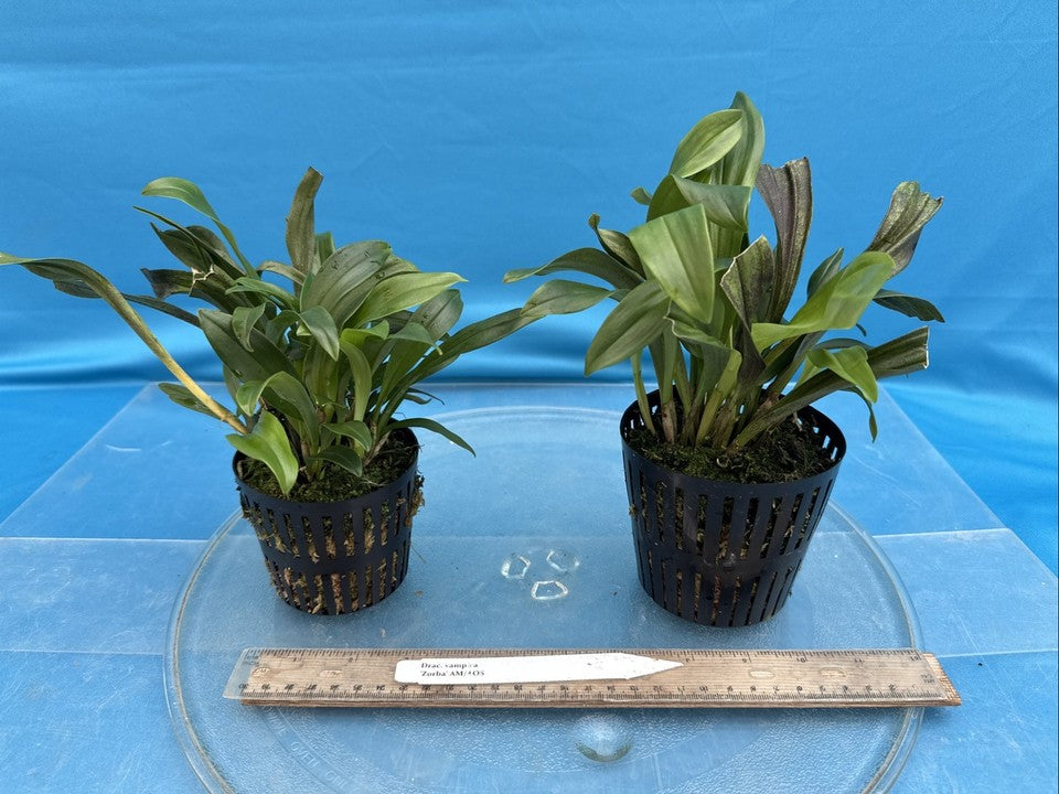 Dracula vampira ‘Zorba’ AM/AOS Black Ivory BLOOM SIZE Orchid Species 4” Pot