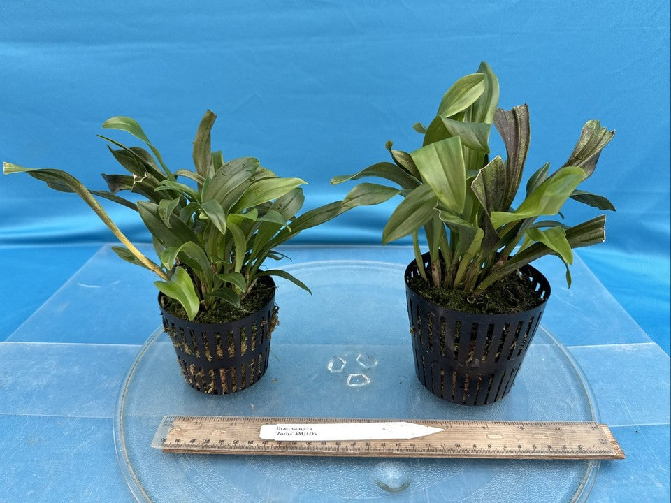 Dracula vampira ‘Zorba’ AM/AOS Black Ivory BLOOM SIZE Orchid Species 4” Pot