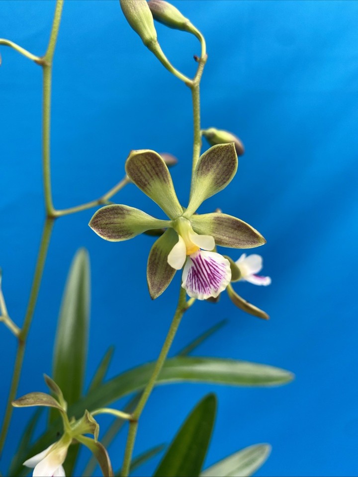 Encyclia steinbachii Orchid Eros Plant Orchid Species 5.5” Pot + Hanger Blooming