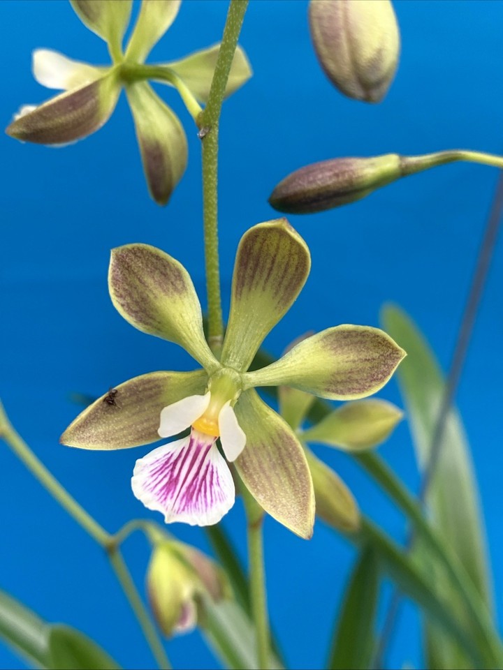 Encyclia steinbachii Orchid Eros Plant Orchid Species 5.5” Pot + Hanger Blooming