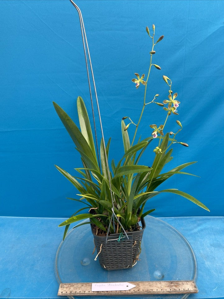 Encyclia steinbachii Orchid Eros Plant Orchid Species 5.5” Pot + Hanger Blooming